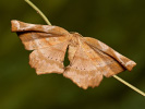 Geissblatt-Buntspanner - Apeira syringaria