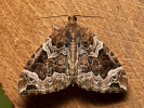 Píďalka švestková - Eulithis prunata