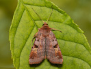 Purple Clay - Diarsia brunnea