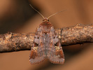 Purple Clay - Diarsia brunnea