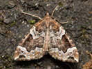 Brauner Haarbüschelspanner - Eulithis prunata