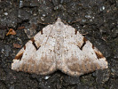 V-moth - Macaria wauaria