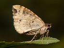 Brauner Haarbüschelspanner - Eulithis prunata