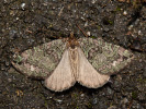 Veränderlicher Heidelbeer-Blattspanner - Hydriomena furcata