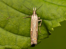  - Crambus lathoniellus