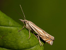 Trávovec lúčny - Crambus lathoniellus