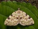  - Colostygia pectinataria