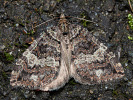 Veränderlicher Heidelbeer-Blattspanner - Hydriomena furcata