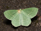 Grünes Blatt - Geometra papilionaria