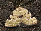  - Colostygia pectinataria