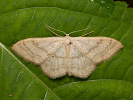 Graugelber Staudenspanner - Idaea deversaria