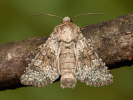 Small Ranunculus - Hecatera dysodea