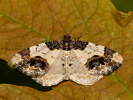  - Ligdia adustata