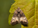 Cloaked Minor - Mesoligia furuncula