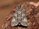  - Acronicta megacephala