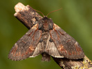 Iron Prominent - Notodonta dromedarius