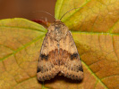 Schuppenmieren-Blüteneule - Heliothis adaucta