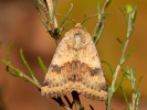 Schuppenmieren-Blüteneule - Heliothis adaucta