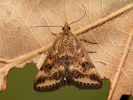 Straw-barred Pearl - Pyrausta despicata