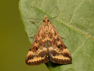 Straw-barred Pearl - Pyrausta despicata