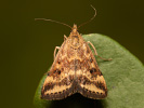 Straw-barred Pearl - Pyrausta despicata