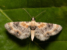 Kvetnatka pyšteková - Eupithecia linariata