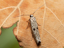 Black-tipped Ermine - Yponomeuta plumbella