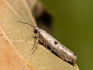 Black-tipped Ermine - Yponomeuta plumbella