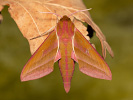 Elephant Hawk-moth - Deilephila elpenor