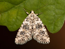 Marbled Beauty - Bryophila domestica