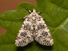 Marbled Beauty - Bryophila domestica