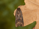 Siatica ypsilonová - Agrotis ipsilon