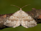 Zweipunkt-Wellenstriemenspanner - Scotopteryx bipunctaria