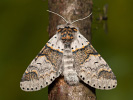 Sallow Kitten - Furcula furcula