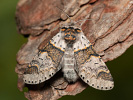 Sallow Kitten - Furcula furcula