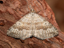 Zweipunkt-Wellenstriemenspanner - Scotopteryx bipunctaria