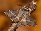 Bourovec topolový - Poecilocampa populi