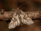  - Dichonia convergens