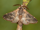 Priadkovec topoľový - Poecilocampa populi