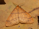 Scarce Umber - Agriopis aurantiaria