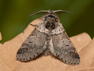 Sallow Kitten - Furcula furcula