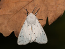  - Spilosoma lubricipeda