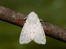 Spriadač obyčajný - Spilosoma lubricipeda