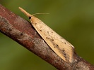 Giant Water-veneer - Schoenobius gigantella