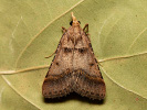  - Stemmatophora brunnealis