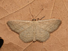  - Scopula virgulata