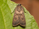 Osenice polní - Agrotis segetum