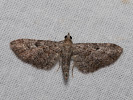  - Eupithecia millefoliata