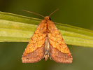  - Pyrrhia umbra