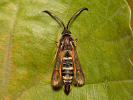 Six-belted Clearwing - Bembecia ichneumoniformis